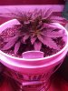 1978804_crop-king-seeds-white-widow-grow-journal-by-clstr8cropkingseedswhite-widow.jpg