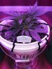 1981990_crop-king-seeds-white-widow-grow-journal-by-clstr8cropkingseedswhite-widow.jpg