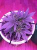 1981992_crop-king-seeds-white-widow-grow-journal-by-clstr8cropkingseedswhite-widow.jpg