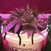 1997572_crop-king-seeds-white-widow-grow-journal-by-clstr8cropkingseedswhite-widow.jpg