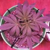 1997591_crop-king-seeds-train-wreck-grow-journal-by-clstr8cropkingseedstrain-wreck.jpg