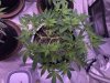 1730961_ilgm-og-kush-fem-grow-journal-by-treefarmercharlieilgmog-kush-fem.jpg