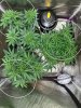 Grow 4 4-5 2 (2).jpg