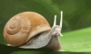 Abort-Thread-Snail-Reaction-Gif.gif