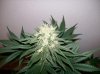 dirtmeds-albums-growop-09-picture59747-bubbledust-42-days-flower.jpg