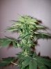 dirtmeds-albums-growop-09-picture59749-mazaar-cola-42-days.jpg