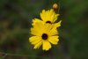 Coreopsis macro.jpg