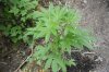2009_05240004.jpg