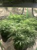 flower 9 week-Very green under my Mars Hydro tsl2000's.jpg