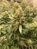 flower 10 week-Budder Up.jpg