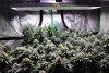 flower 11 weeks-Sea of green under my Mars Hydro TSL2000's.jpg