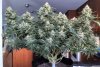 flower 12 weeks-Crop King's Crown.jpg