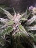 1472379_grow-5-purple-hazeilgmpurple-haze.jpg