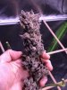 1610723_grow-5-purple-hazeilgmpurple-haze.jpg