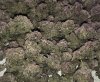 1650276_grow-5-purple-hazeilgmpurple-haze.jpg