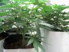 THC Bomb, Caramelicious. Five weeks, time to flower 010.JPG