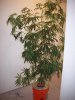100_1181.jpg