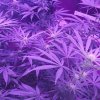 2180145_crop-king-seeds-white-widow-grow-journal-by-clstr8cropkingseedswhite-widow_m.jpg