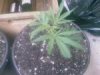 blue dream (2).jpg
