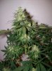 dirtmeds-albums-growop-09-picture60732-aurora-indica-cola-49-days.jpg