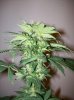 dirtmeds-albums-growop-09-picture60739-mazaar-cola-49-days.jpg