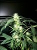 dirtmeds-albums-growop-09-picture60751-mjgrow09-034.jpg