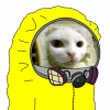 1580342506767 cat hazmat.png