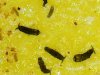 springtails.jpg