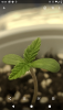 Seedling #2.png