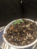 Seedling #4.jpg