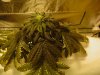 3rd week flowering (8).JPG