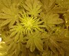 3rd week flowering (13).JPG