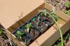 dopewear-albums-ghetto-veg-box-first-outdoor-grow-picture60896-dsc-2989.jpg