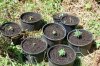 dopewear-albums-ghetto-veg-box-first-outdoor-grow-picture60909-dsc-2999.jpg