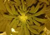 3rd week flower more pics.jpg