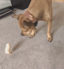 funny-animal-gif-of-baby-chick-bullying-big-dog.gif