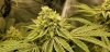 OG2_flower_sites_5_30_2020.jpg