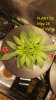 2020-05-26 seedling 02 top view tied.jpg