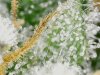 trichs_6_6_2020 (13).jpg