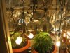 1st grow.jpg
