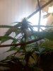 plantbloomweek41.jpg