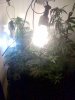 plantbloomweek43.jpg
