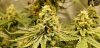 OG2_flower_sites_6_7_2020.jpg