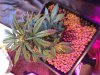 Plants2.jpeg