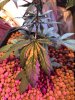 Plants4.jpeg