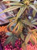 Plants5.jpeg