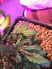 Plants6.jpeg
