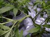 ultimate-supercrop-bending-cannabis.jpg