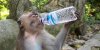 monkey-drinks-water-sacred-monkey-forest-ubud-bali.jpg
