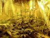 3rd Grow49 Days 001.jpg